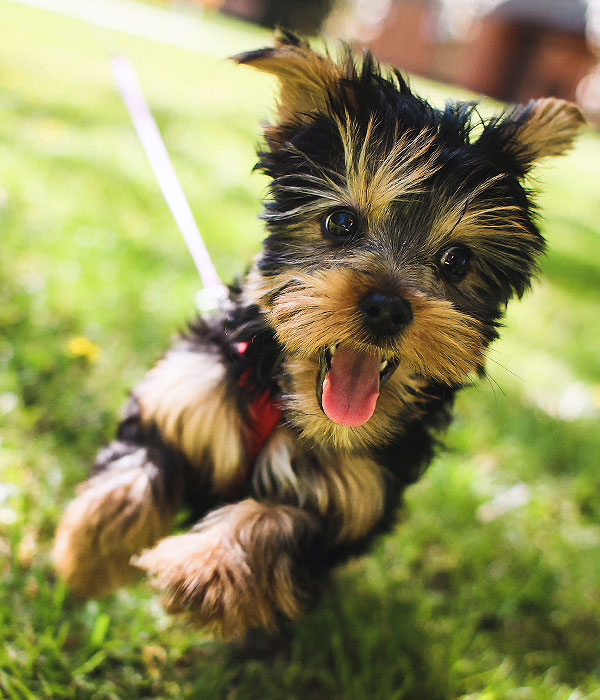 Empresa Pública Transcomunidad EP